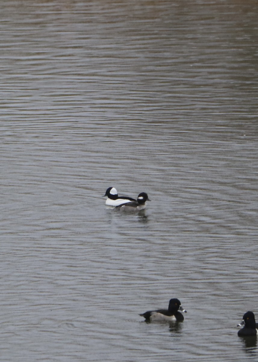 Bufflehead - ML645761606