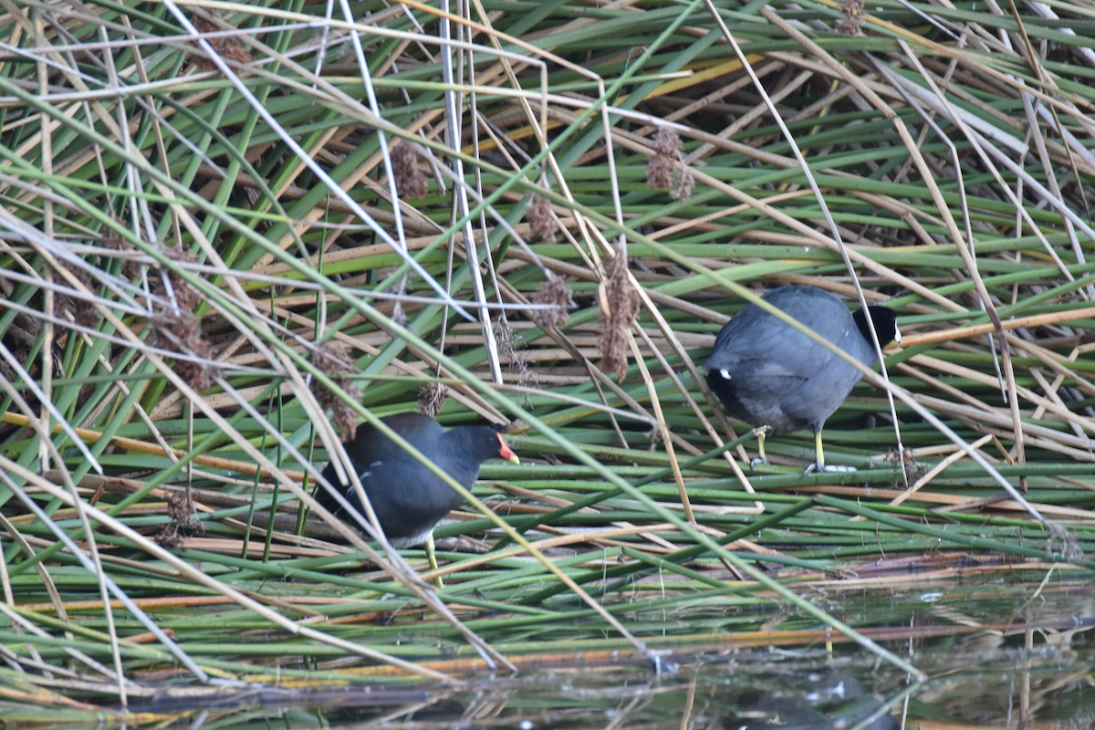 סופית אמריקנית - ML645761613