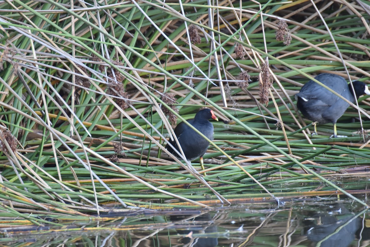 סופית אמריקנית - ML645761616