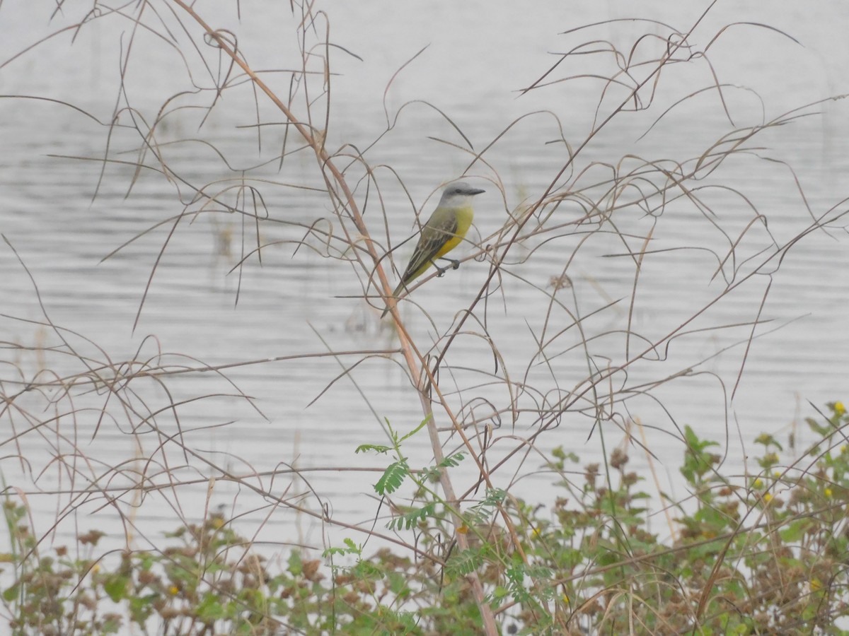 Tropical Kingbird - ML645761622