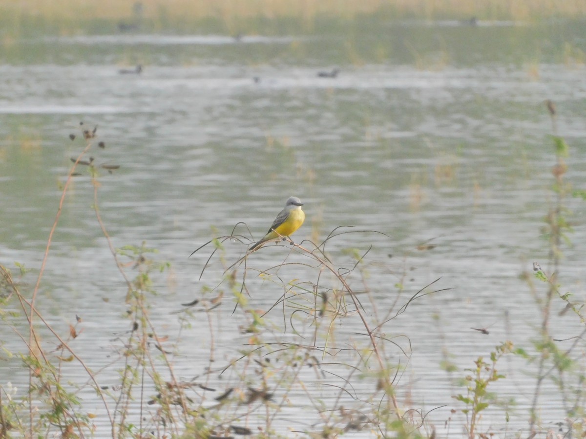 Tropical Kingbird - ML645761623
