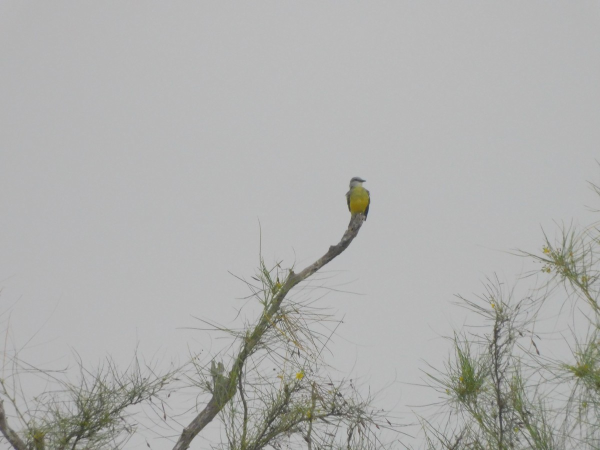 Tropical Kingbird - ML645761624