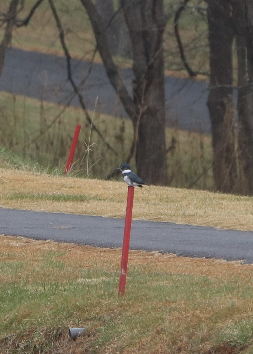 Belted Kingfisher - ML645761626