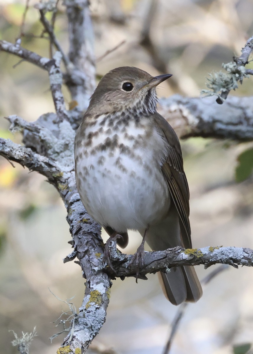 Дрізд-короткодзьоб плямистоволий - ML645761630