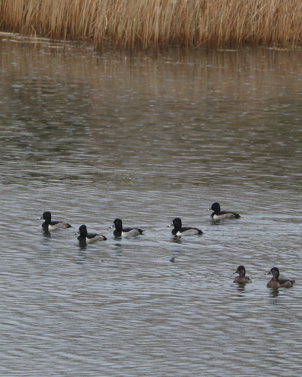 Ring-necked Duck - ML645761632