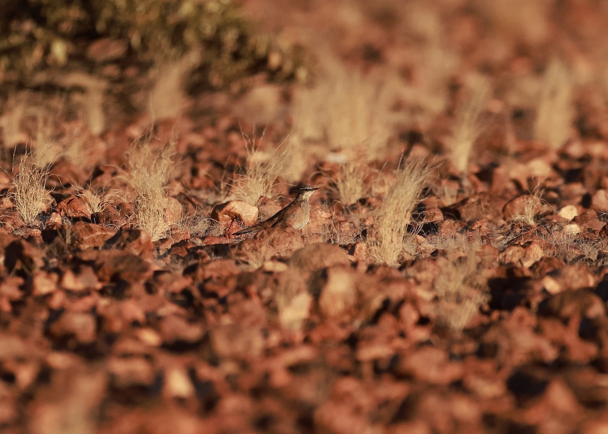 Western Quail-thrush - ML645761633