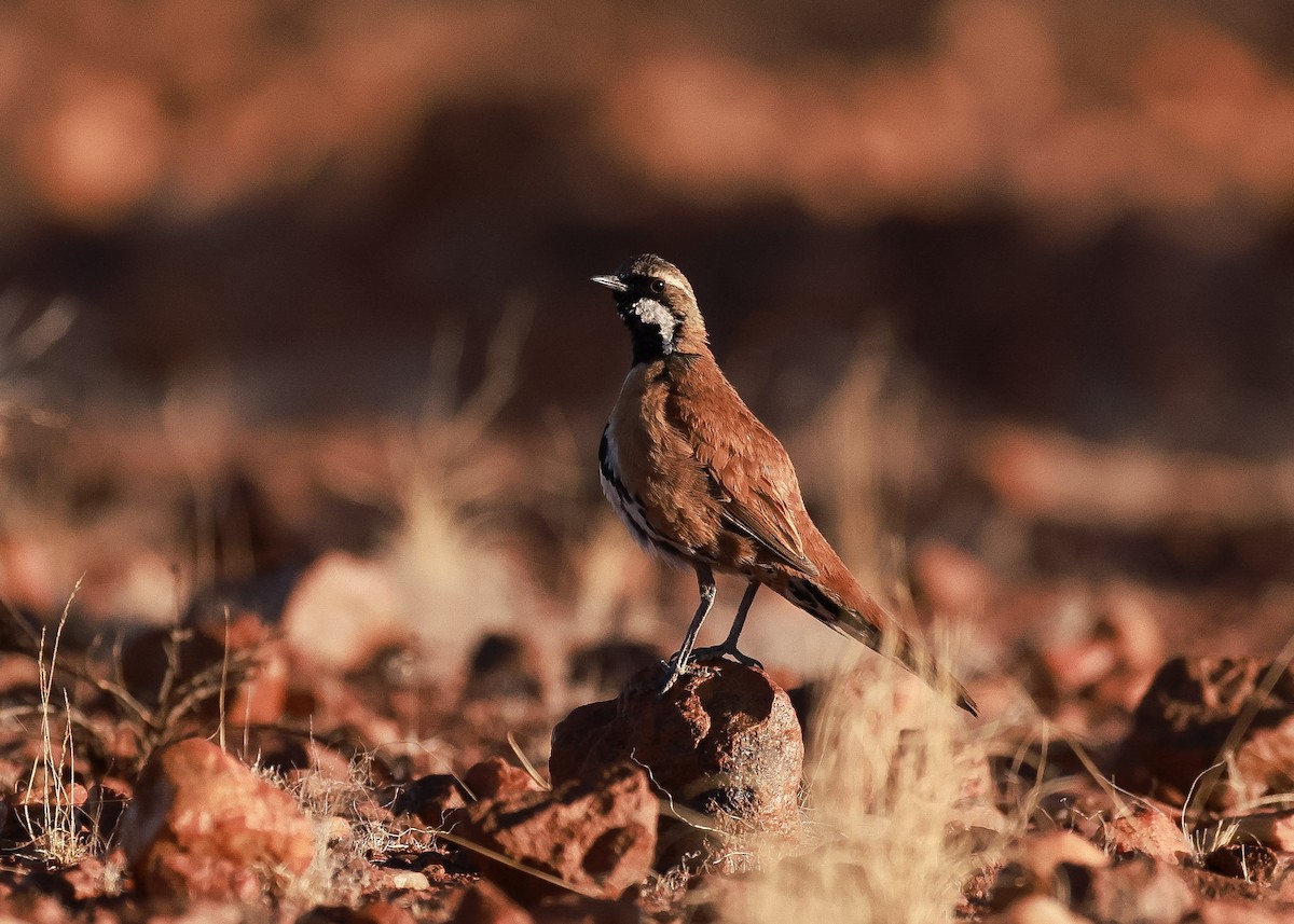 Western Quail-thrush - ML645761635
