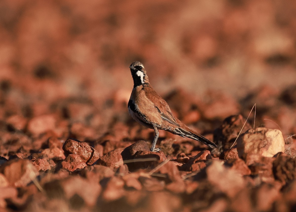Western Quail-thrush - ML645761636
