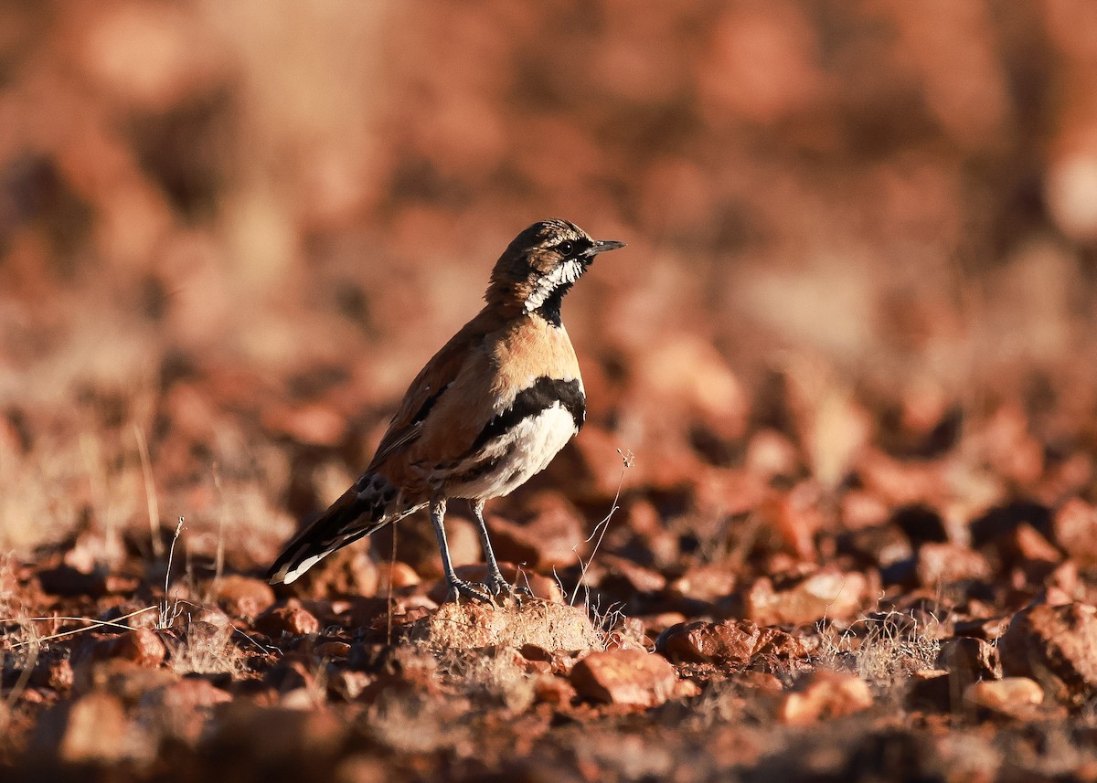Western Quail-thrush - ML645761637
