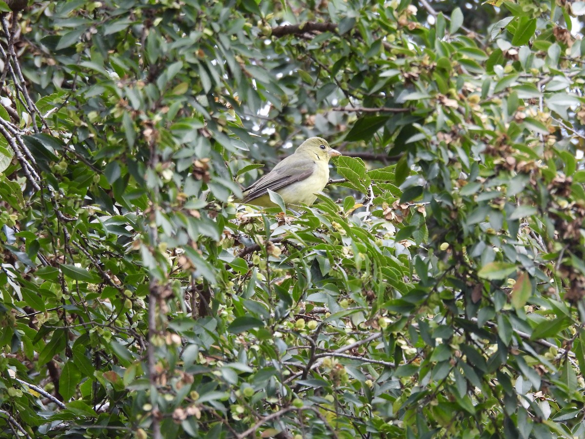 Scarlet Tanager - ML645761648