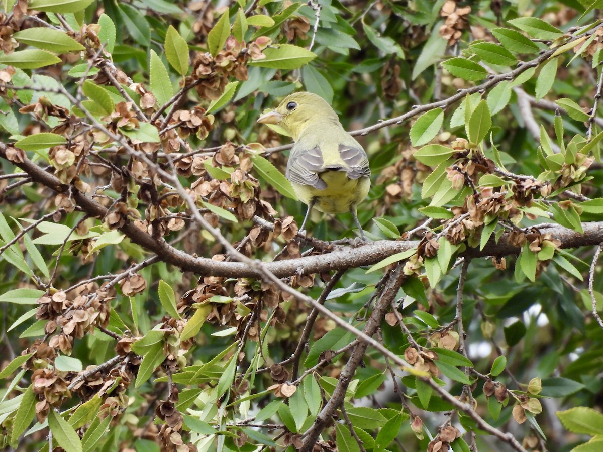 Scarlet Tanager - ML645761651