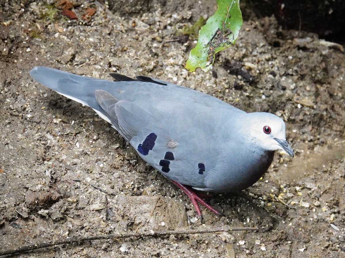 Mondetourtäubchen - ML645761654