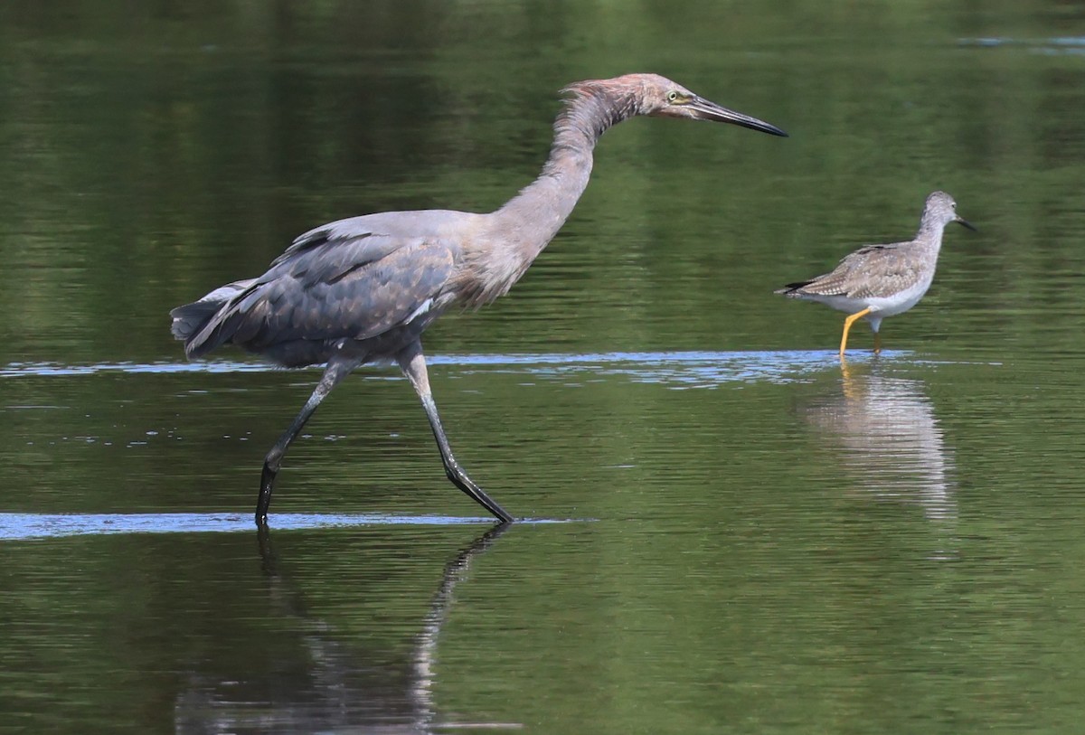 Reddish Egret - ML645761656