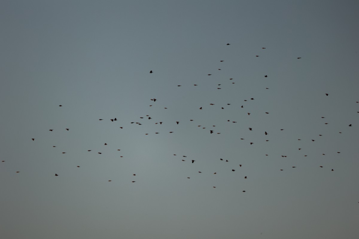 Red-winged Blackbird (Red-winged) - ML645761661