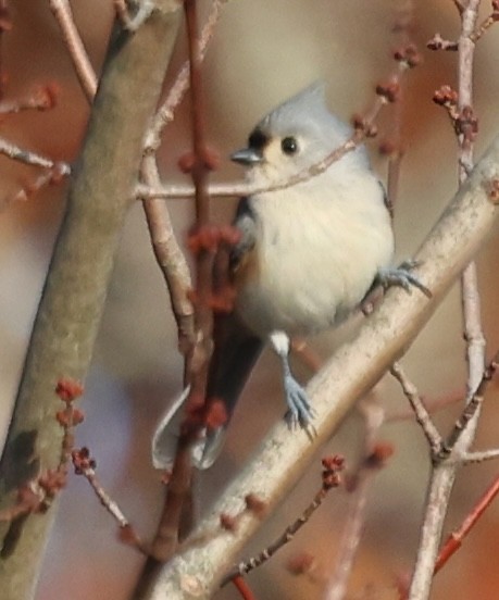 gråduskmeis - ML645761662