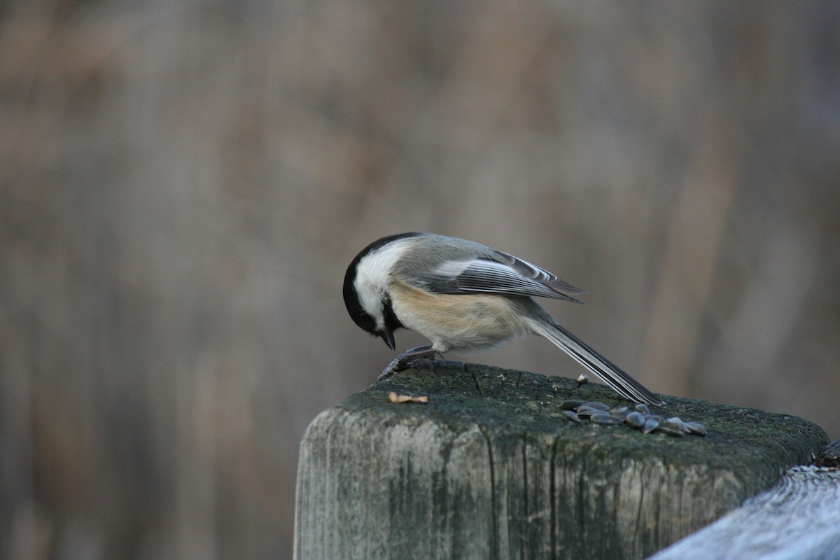 Гаїчка світлокрила - ML645761663