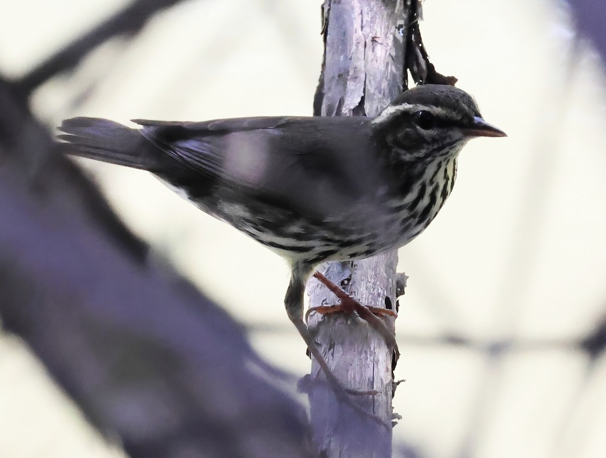 Northern Waterthrush - ML645761665