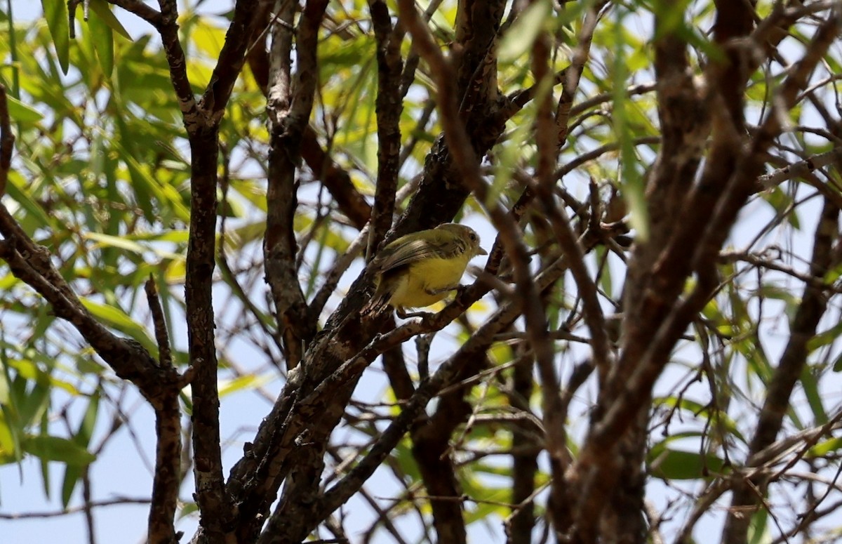 Weebill - ML645761666