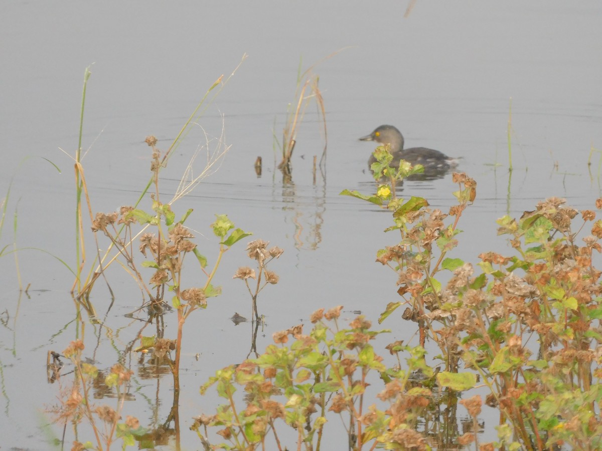 Least Grebe - ML645761667