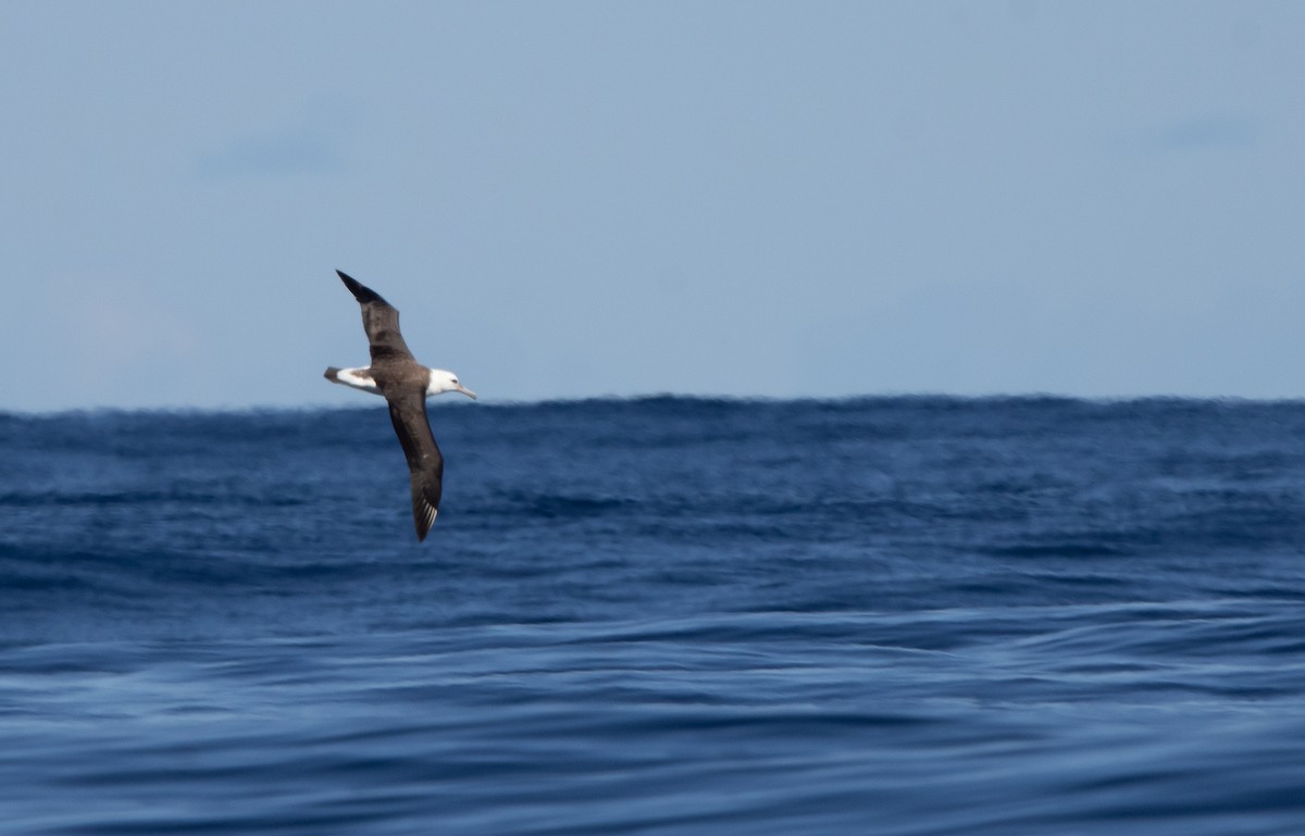 laysanalbatross - ML645761669