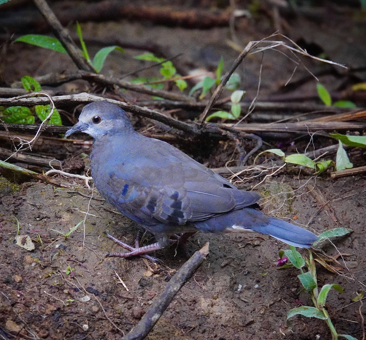 Mondetourtäubchen - ML645761674