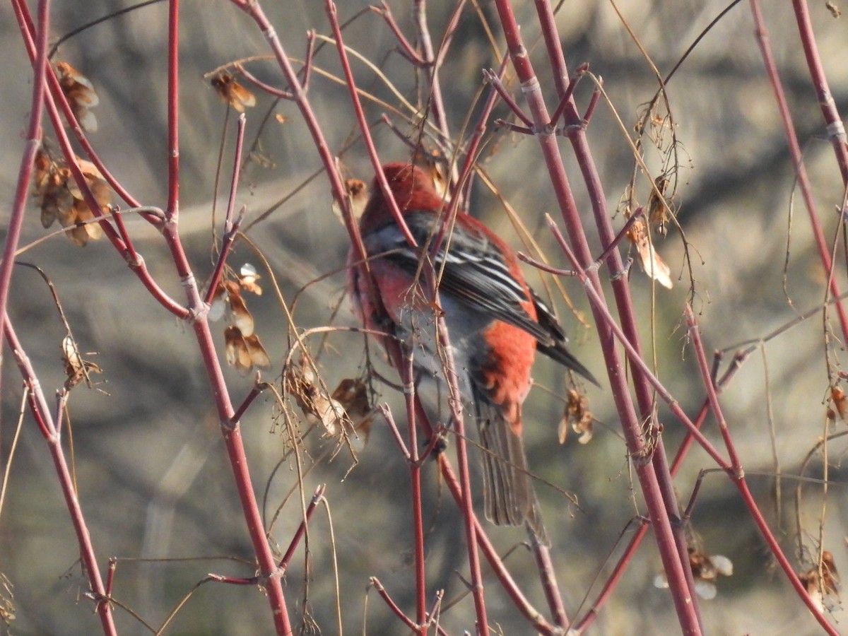 Смеречник тайговий - ML645761682