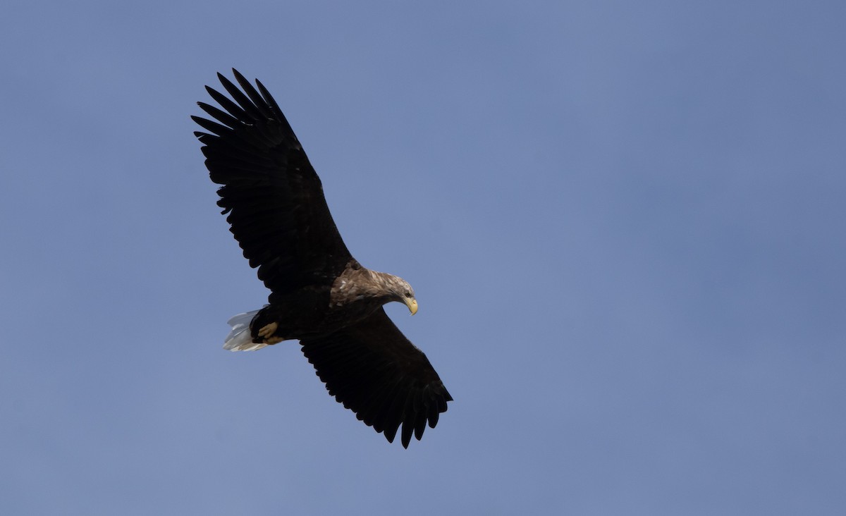 havørn - ML645761685