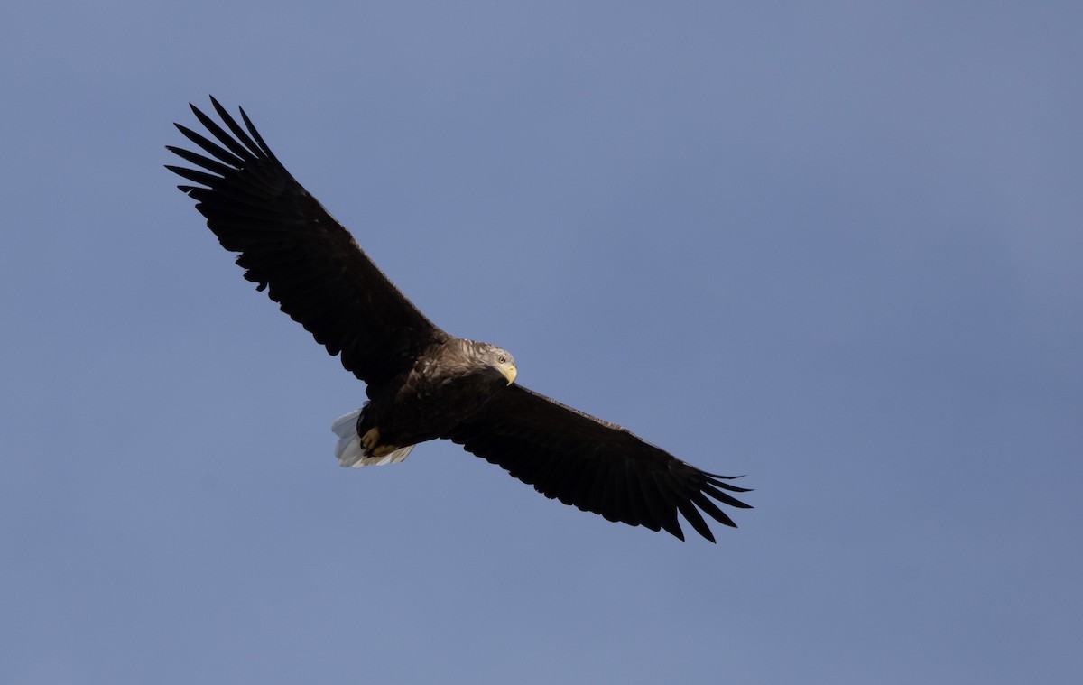 havørn - ML645761686