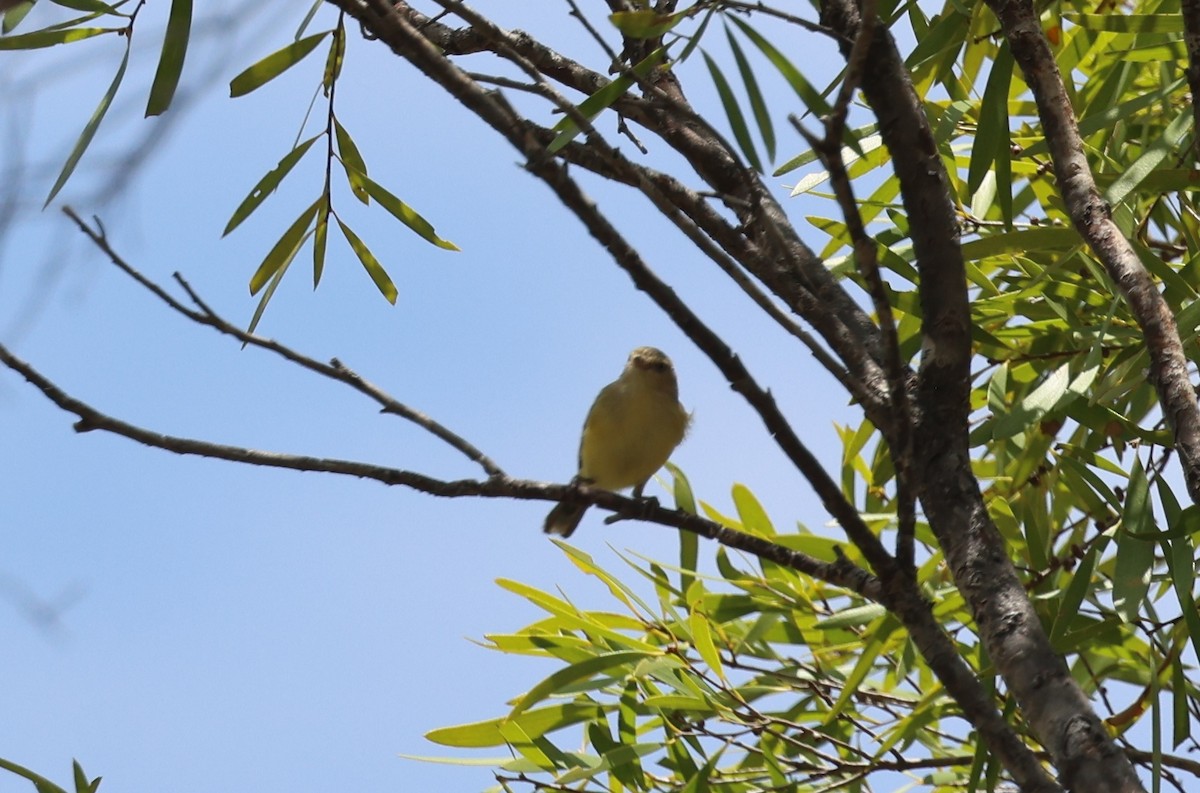 Weebill - ML645761687