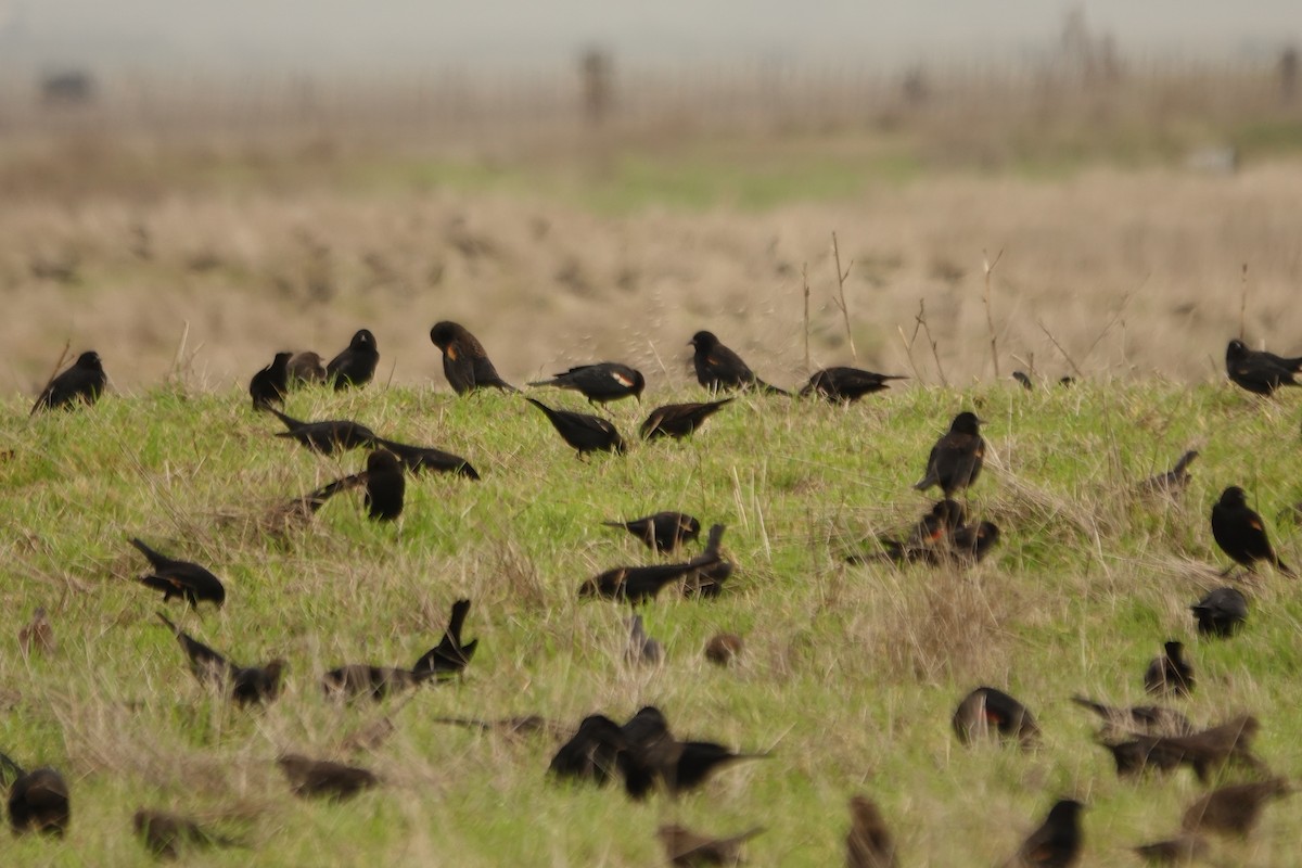 Tricolored Blackbird - ML645761715