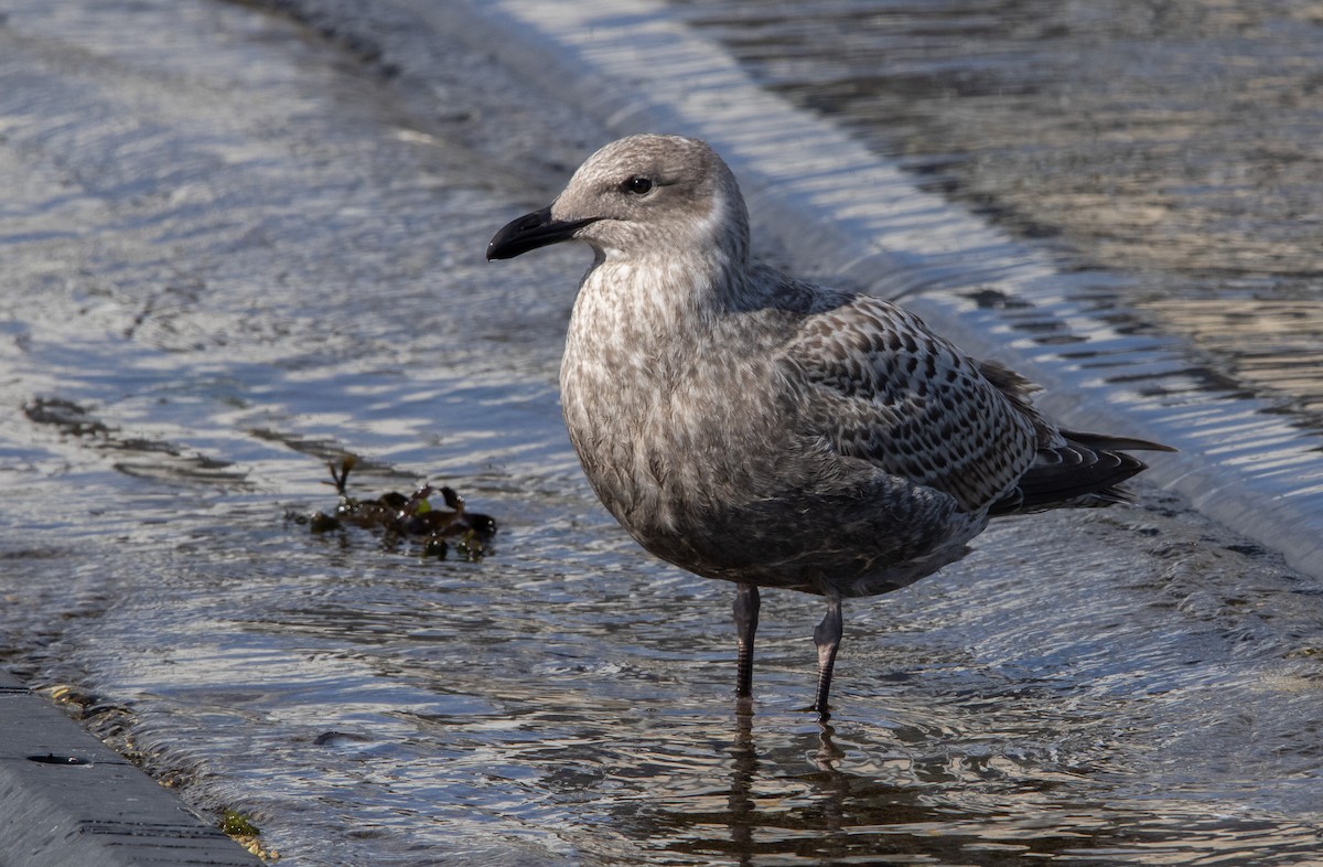 sibirmåke - ML645761718