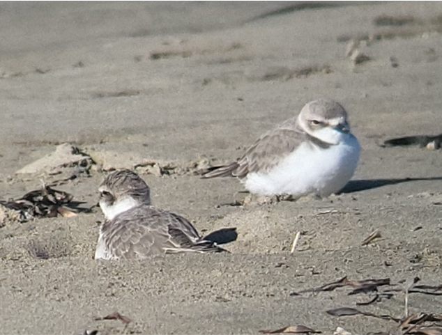 kulík západní - ML645761721