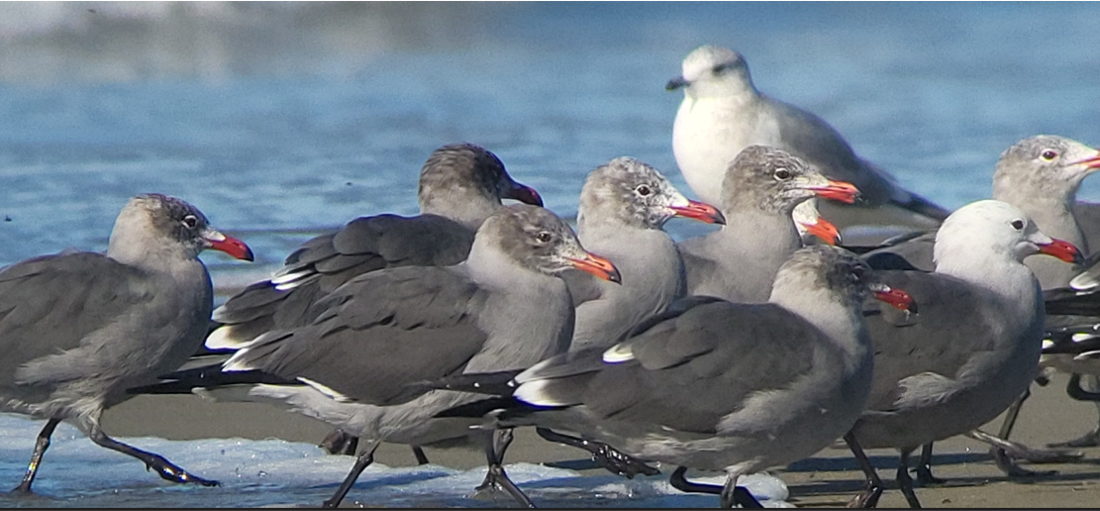 racek mexický - ML645761731