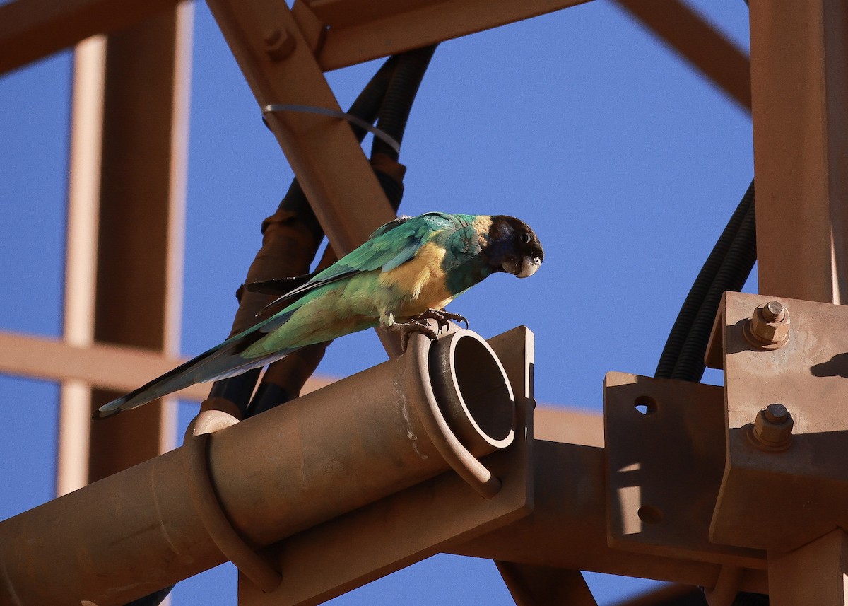 Australian Ringneck (Port Lincoln) - ML645761734
