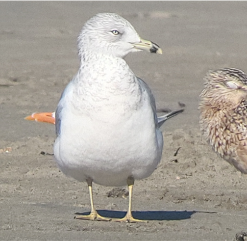 racek kroužkozobý - ML645761737