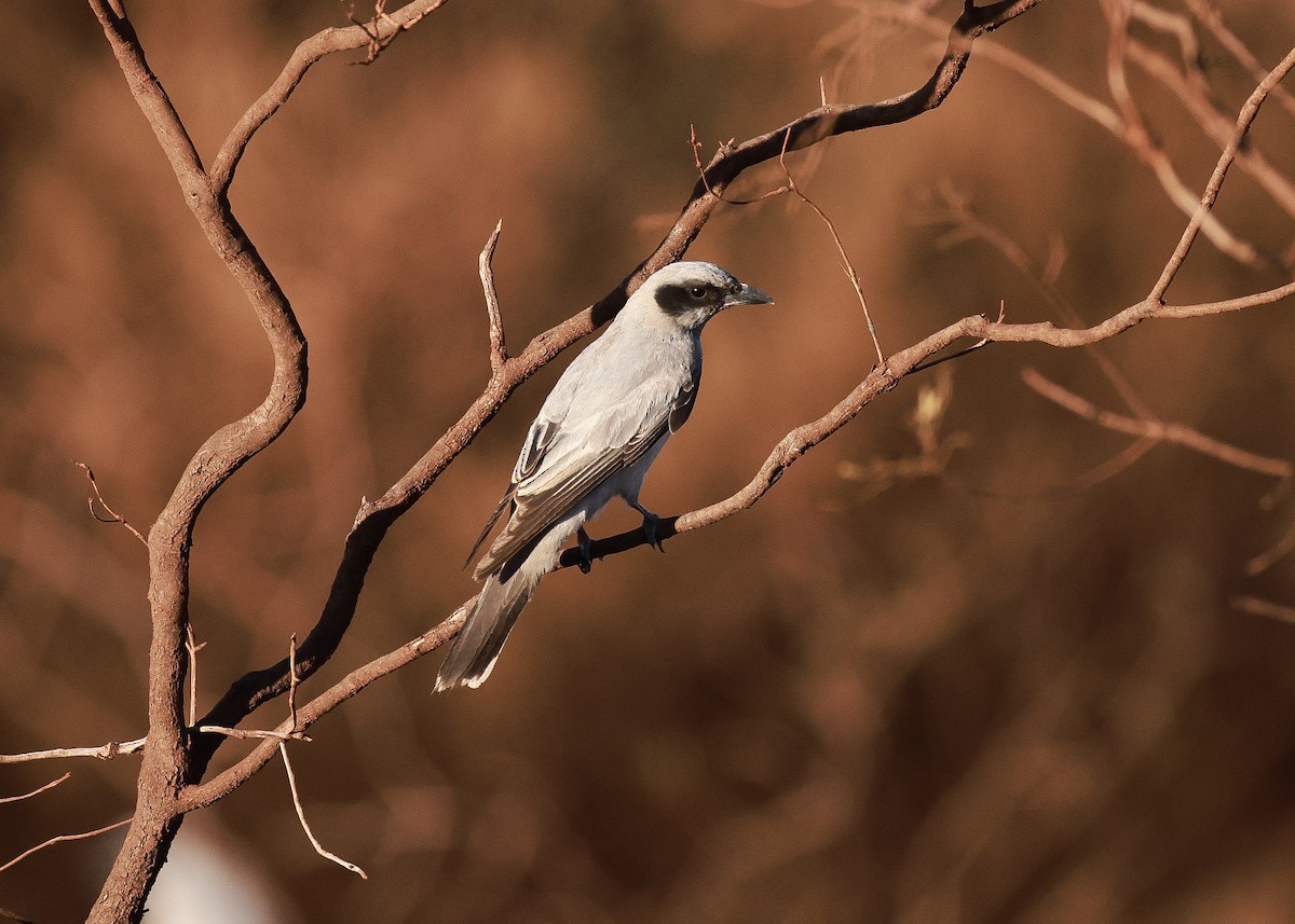 Black-faced Cuckooshrike - ML645761744
