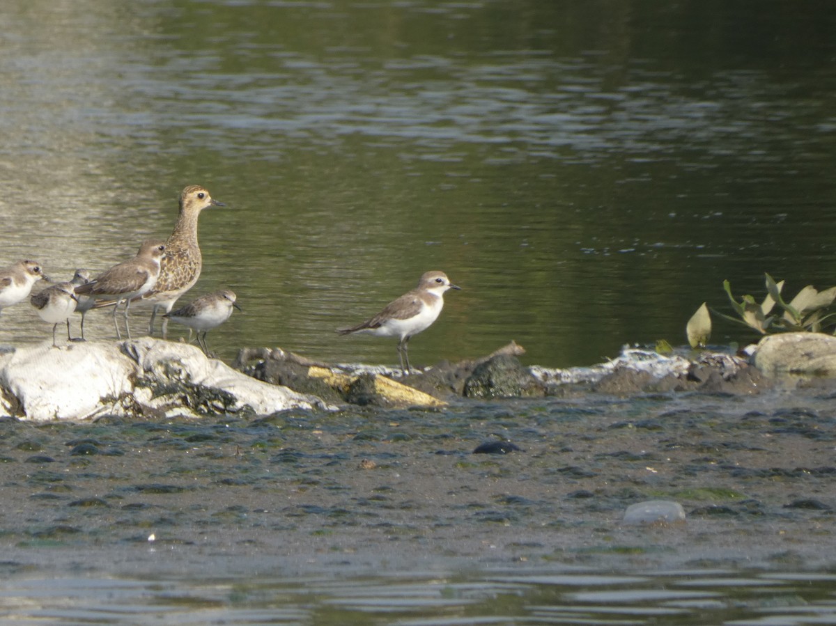 Tibetan Sand-Plover - ML645761745