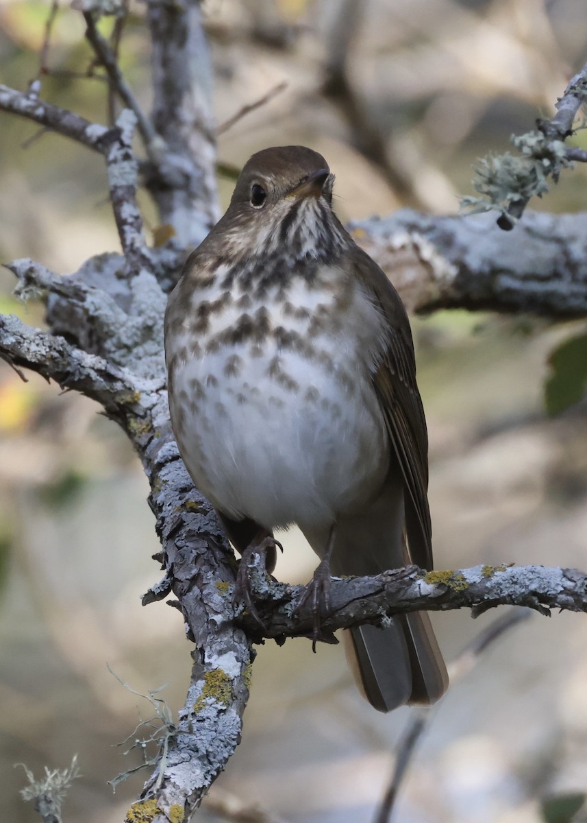 Дрізд-короткодзьоб плямистоволий - ML645761750