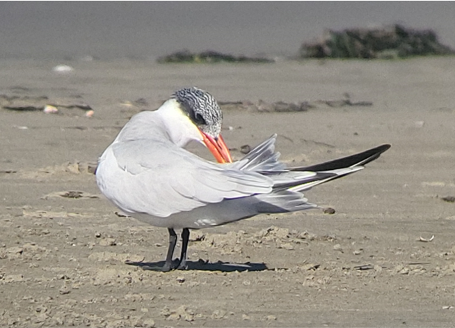 rybák velkozobý - ML645761762