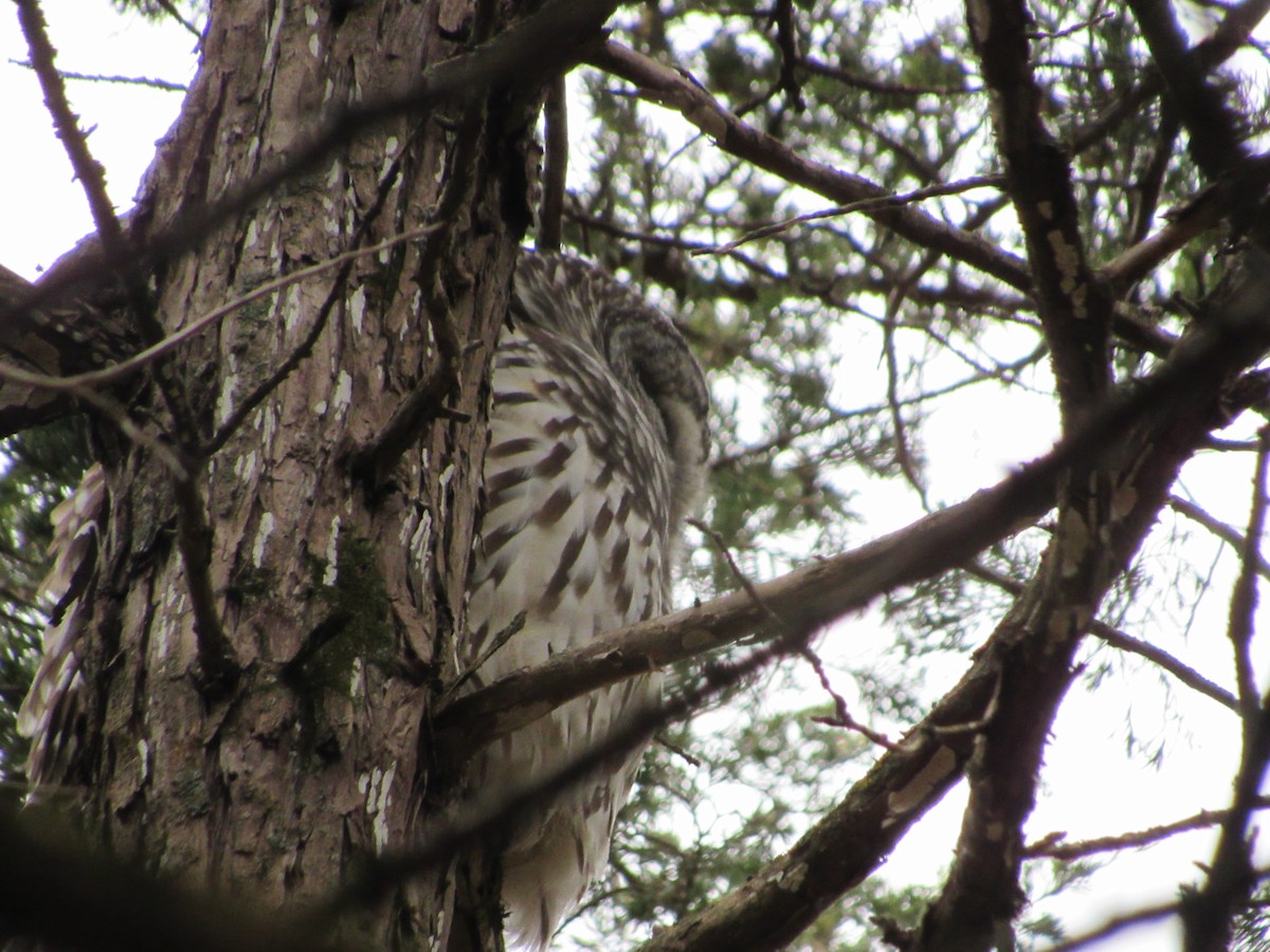 Barred Owl - ML645761775