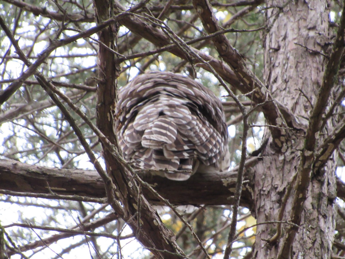 Barred Owl - ML645761776