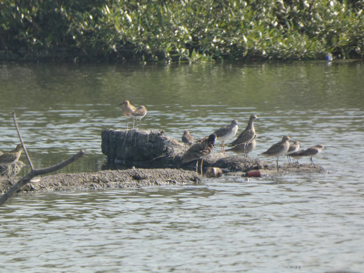 Kentish Plover - ML645761785