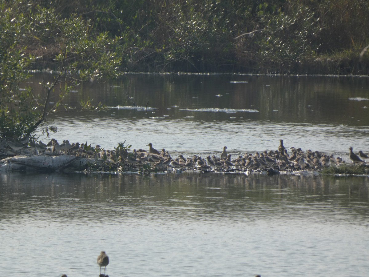 Tibetan Sand-Plover - ML645761791