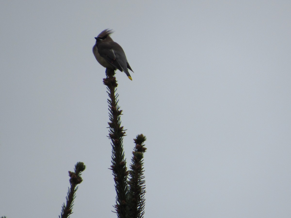 Cedar Waxwing - ML645761797