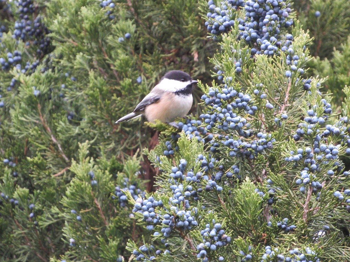Гаїчка світлокрила - ML645761802
