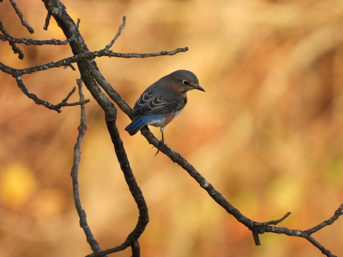 Eastern Bluebird - ML645761814