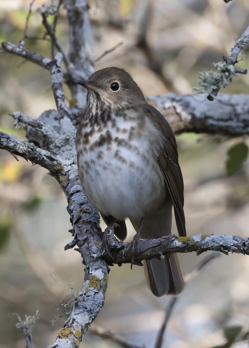 Дрізд-короткодзьоб плямистоволий - ML645761822