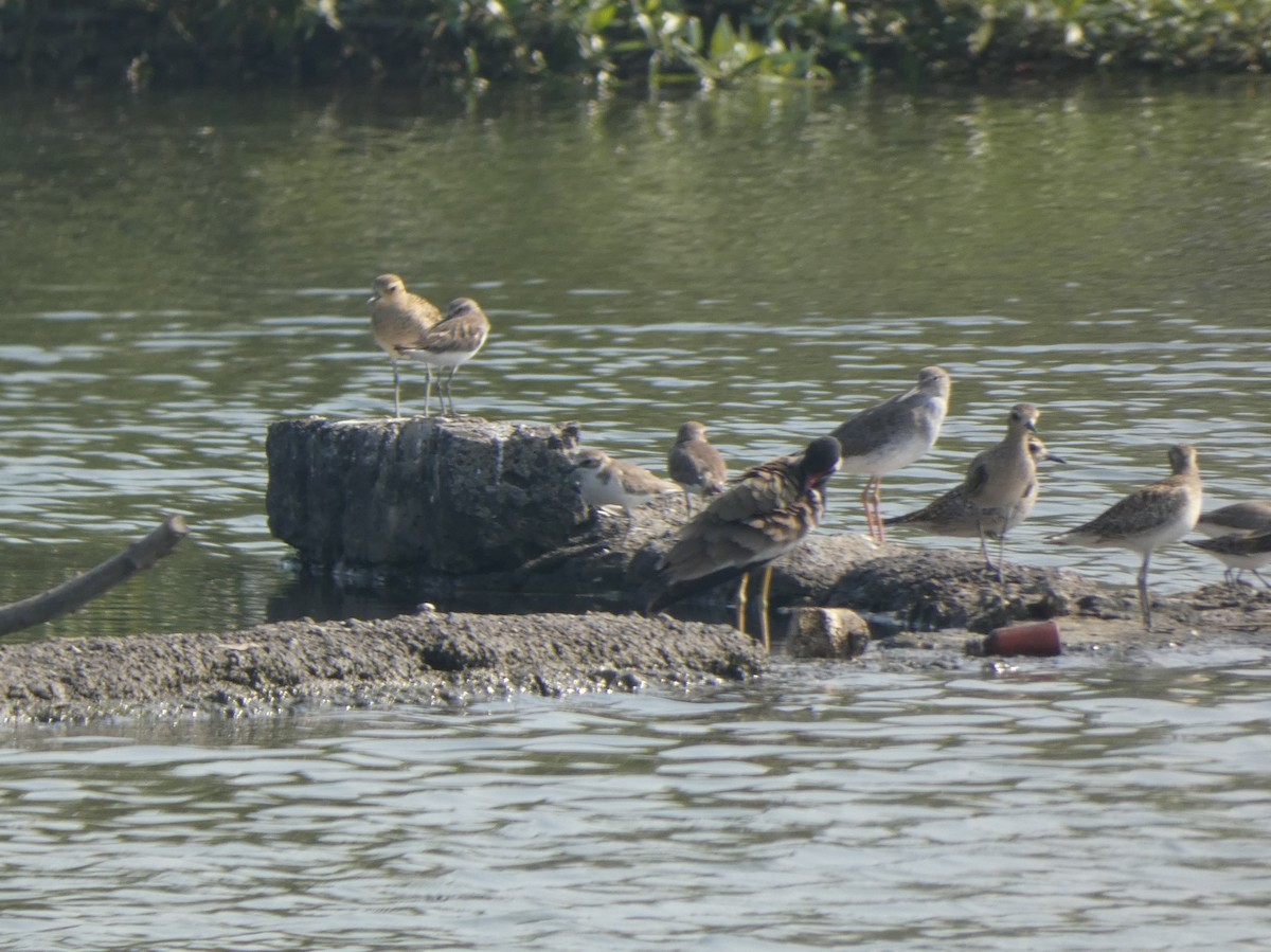 Kentish Plover - ML645761843