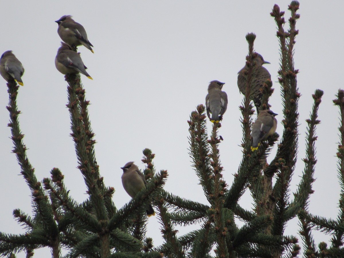 Cedar Waxwing - ML645761852