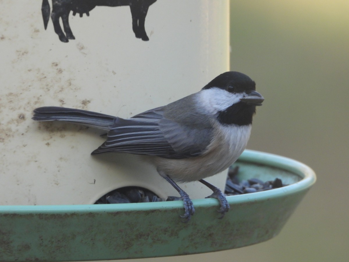 Karolina Baştankarası - ML645761854